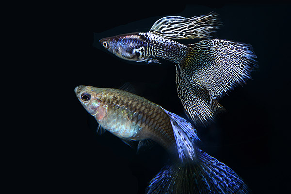 M8-Delta Tail Snake Skin - Champion (2016_12_19 13_15_02 UTC).jpg